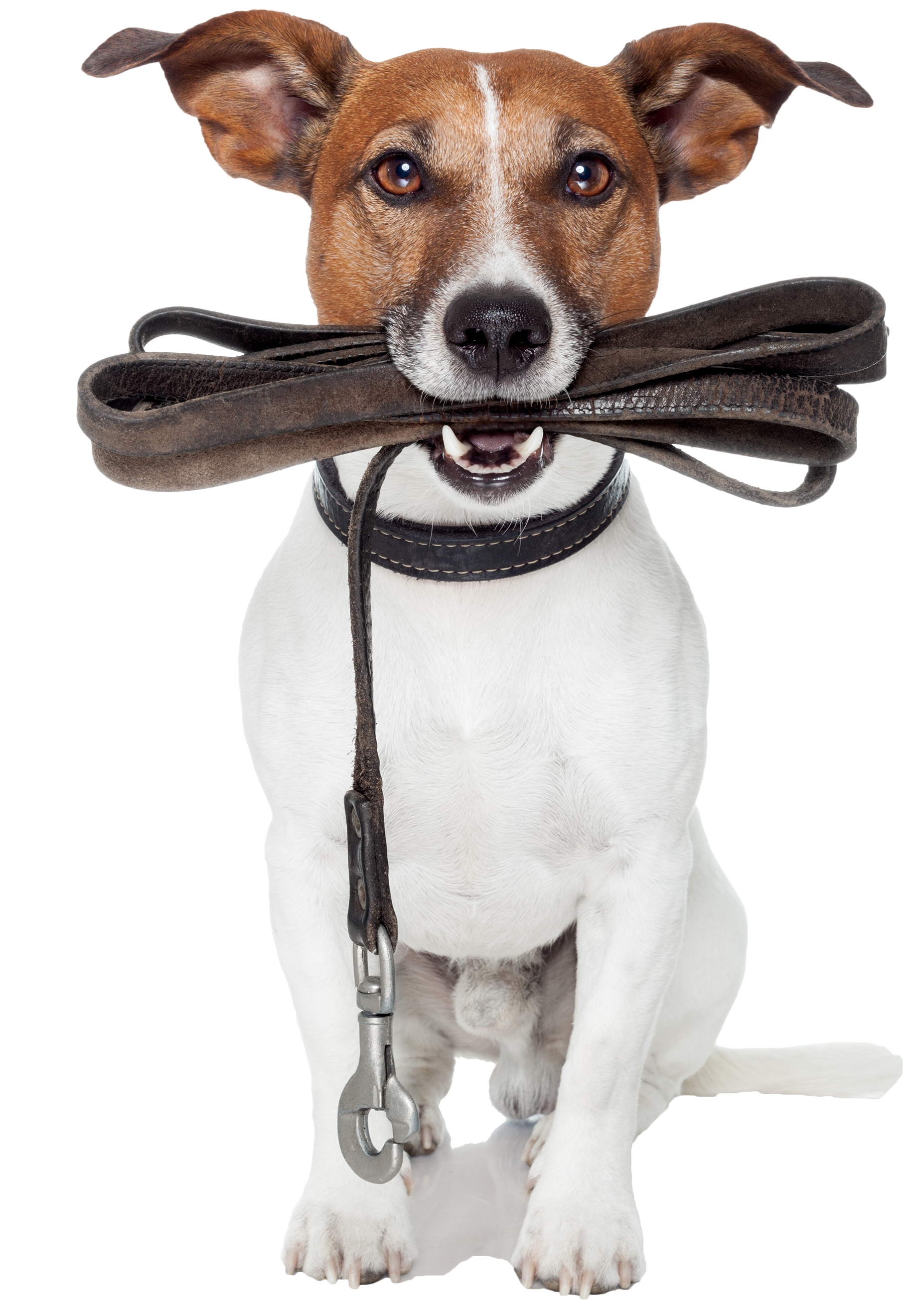 Dog Training Huntsville AL